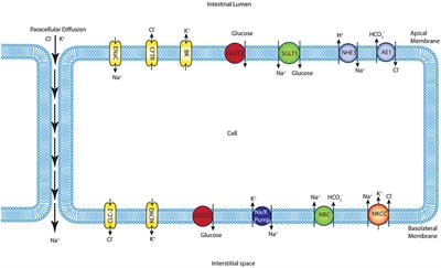 Computational Modeling of Glucose Uptake in the Enterocyte